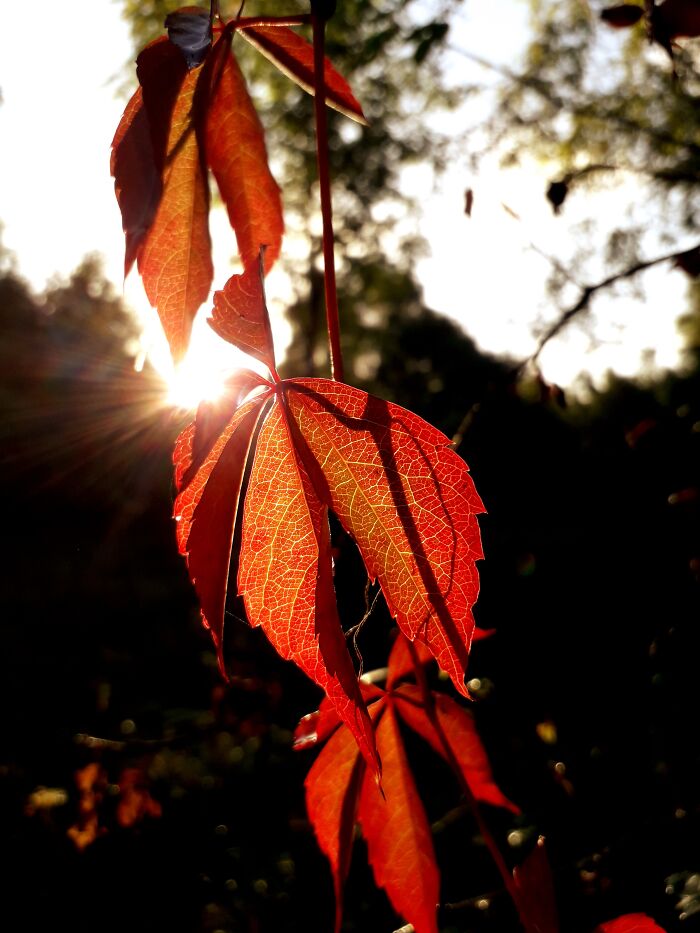 Woodbine Lit By The Morning Sun