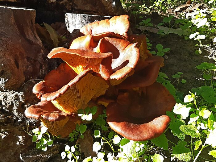 Hygrophoropsis Aurantiaca, False Cantharellus, Very Beautiful And Very Poisonous
