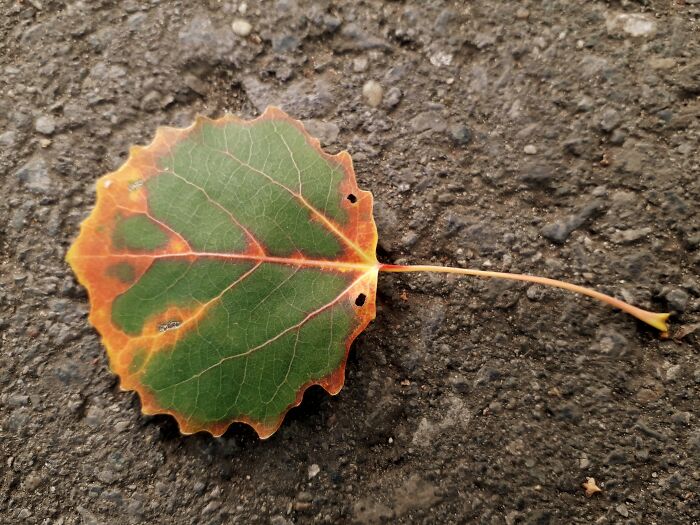 Aspen Leaf