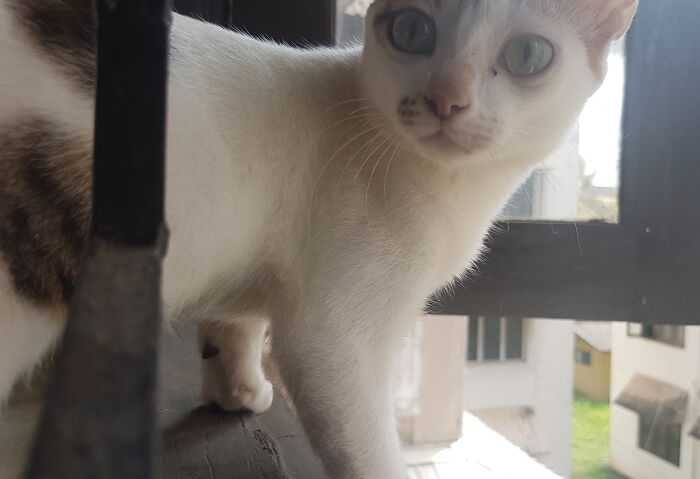 Got Caught While Trying To Take An Aesthetic Pic Of My Cat Staring Out The Window