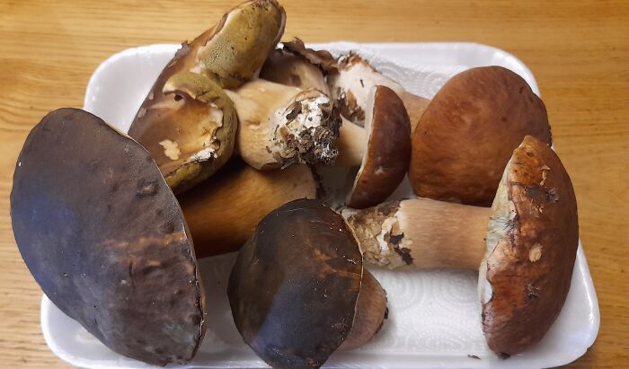 Tuscany. Porcini. Found This Morning. Already In The Pan For Dinner