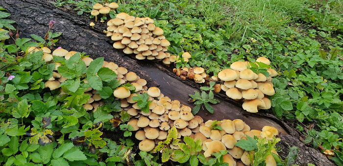Cute Little Bunch,in Saxony,germany