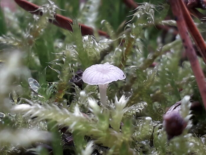 Found The Tiniest Mushroom Today (No Banana For Scale; Only Moss And Pine Needles^^)