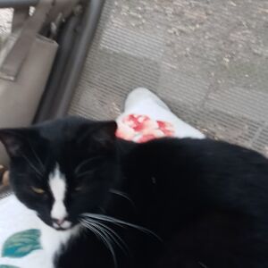 gloriabethallen avatar