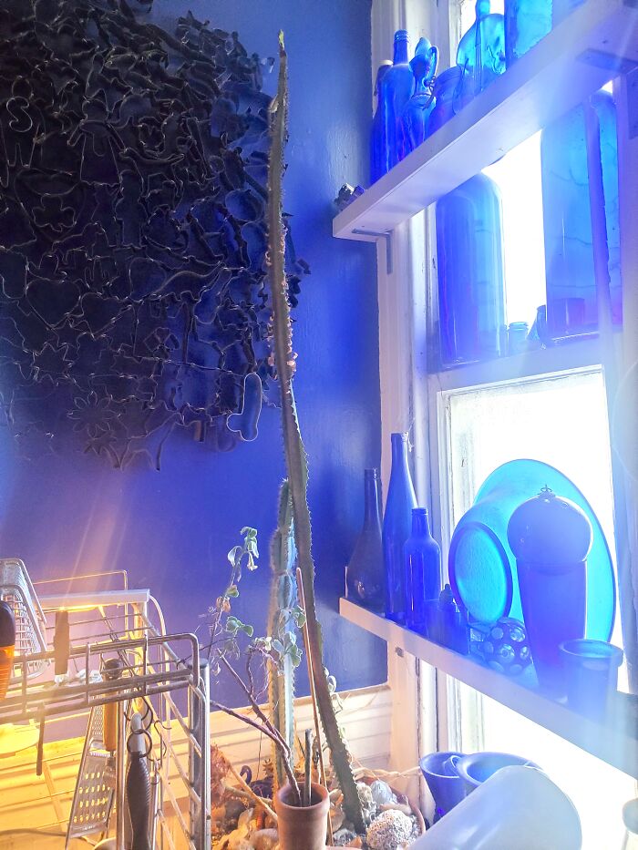 My 184 Cm X 3 Cm (6' X 1.5") Cactus