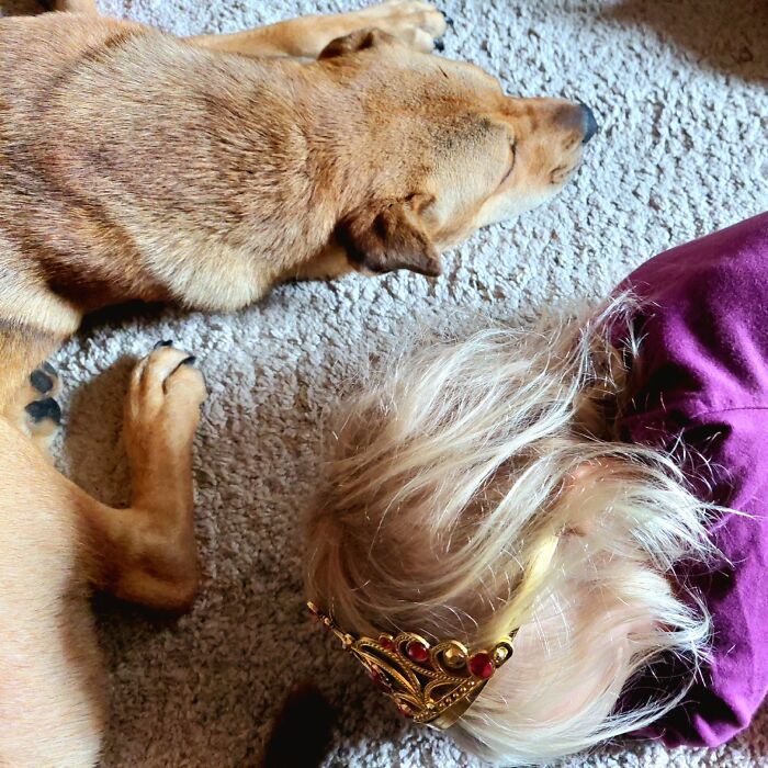 We Rescued A Scared, Skittish Dog 5 Weeks Ago. Here Are My Two Princesses Today, Lucy Has Adopted My Daughter And Is Now A Sweet, Chill And Cuddly Puppy ❤️