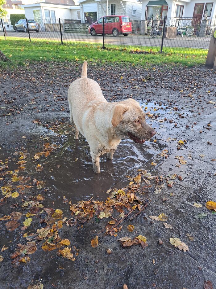 Not Leaves, But Very Autumny