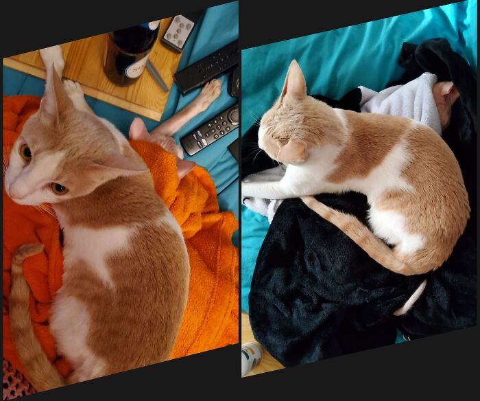 There Are Two Cats In Each Picture