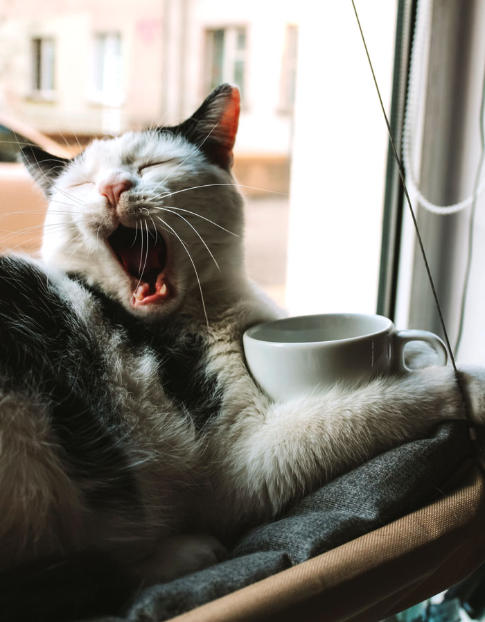 Cat yawning next to a coffee cup by the window, representing fun things to do at home to avoid boredom.