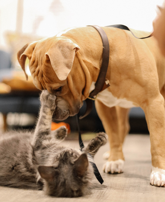 Do You Prefer Cats, Dogs, Or Fluffy Chinchillas?