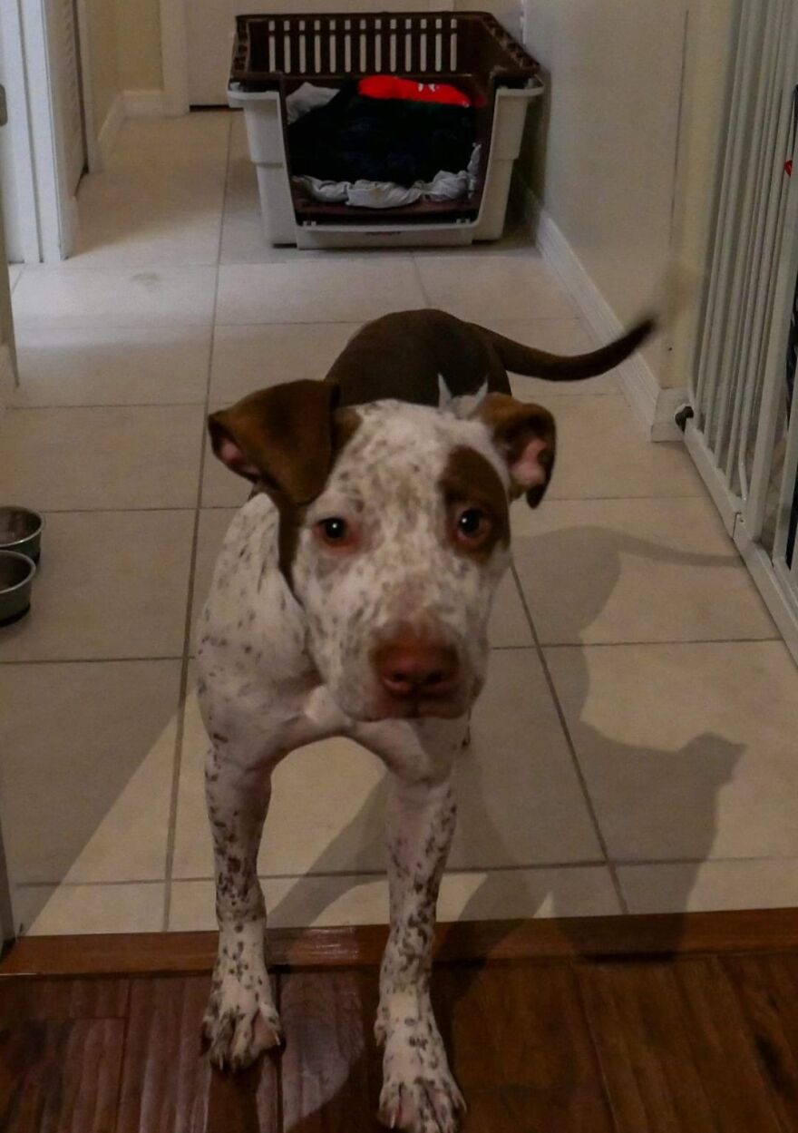 Abandoned Puppy Gets Another Chance At Happiness When Loving People Take Him Into Their Care