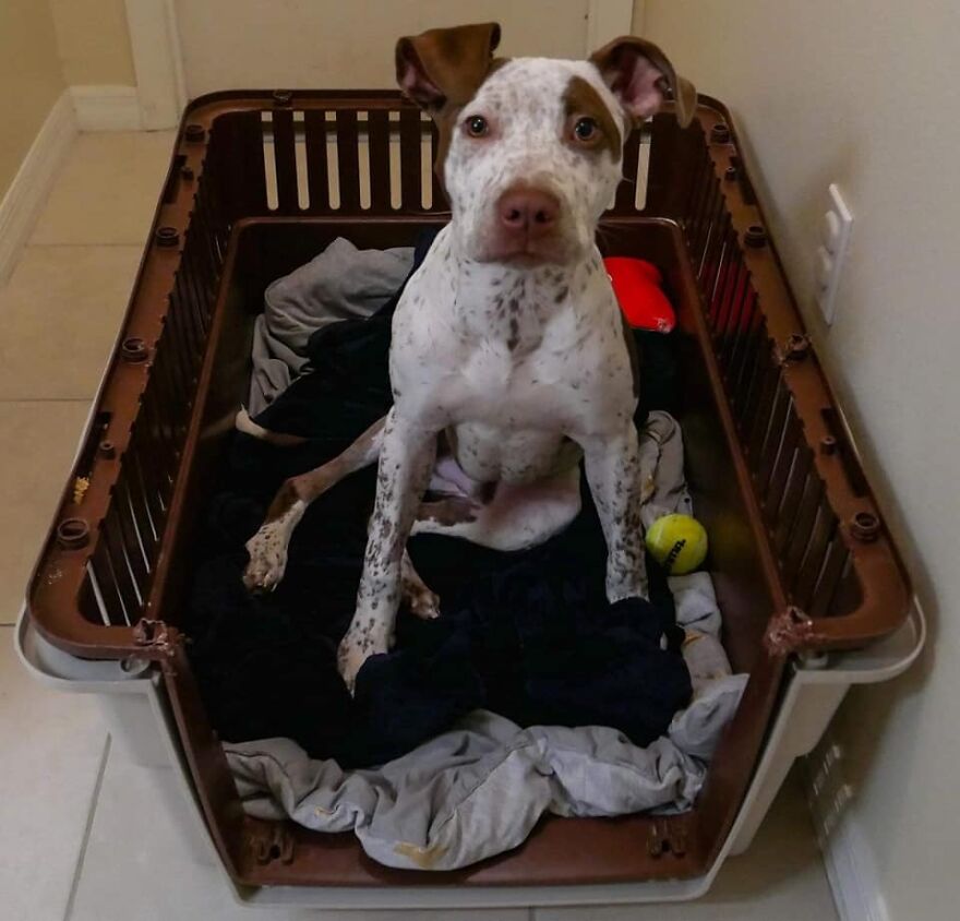 Abandoned Puppy Gets Another Chance At Happiness When Loving People Take Him Into Their Care