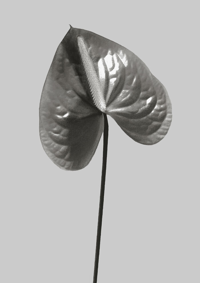 Anthurium