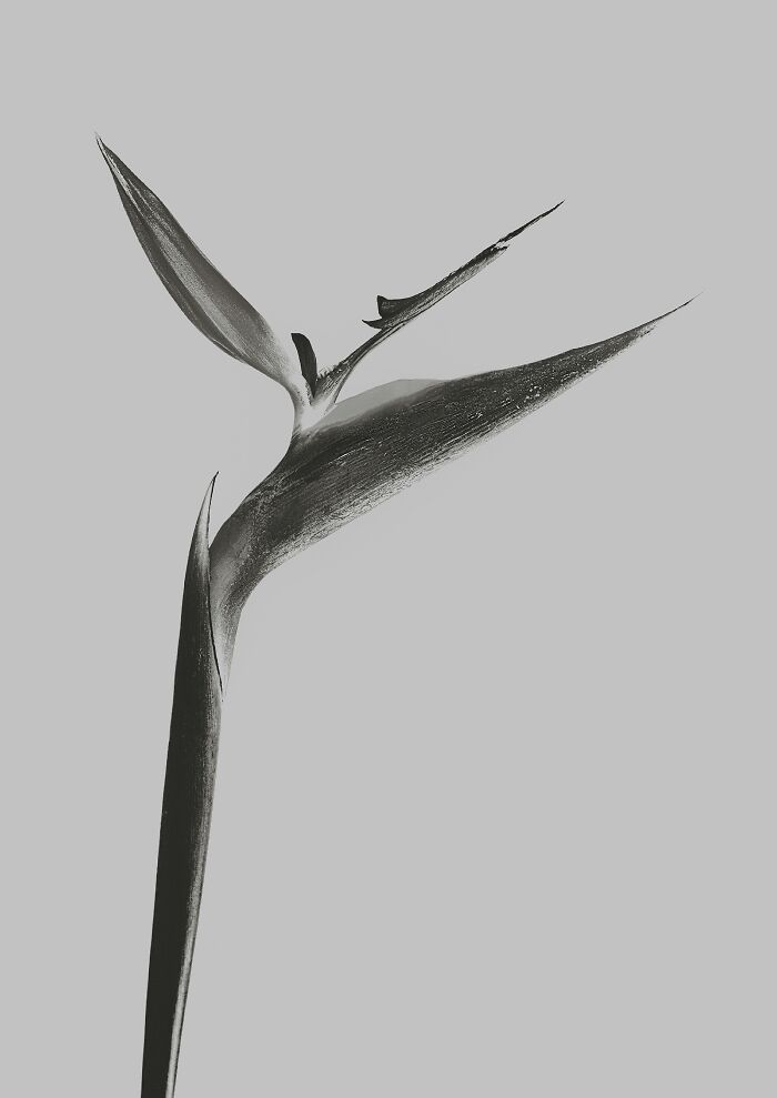 Strelitzia Reginae