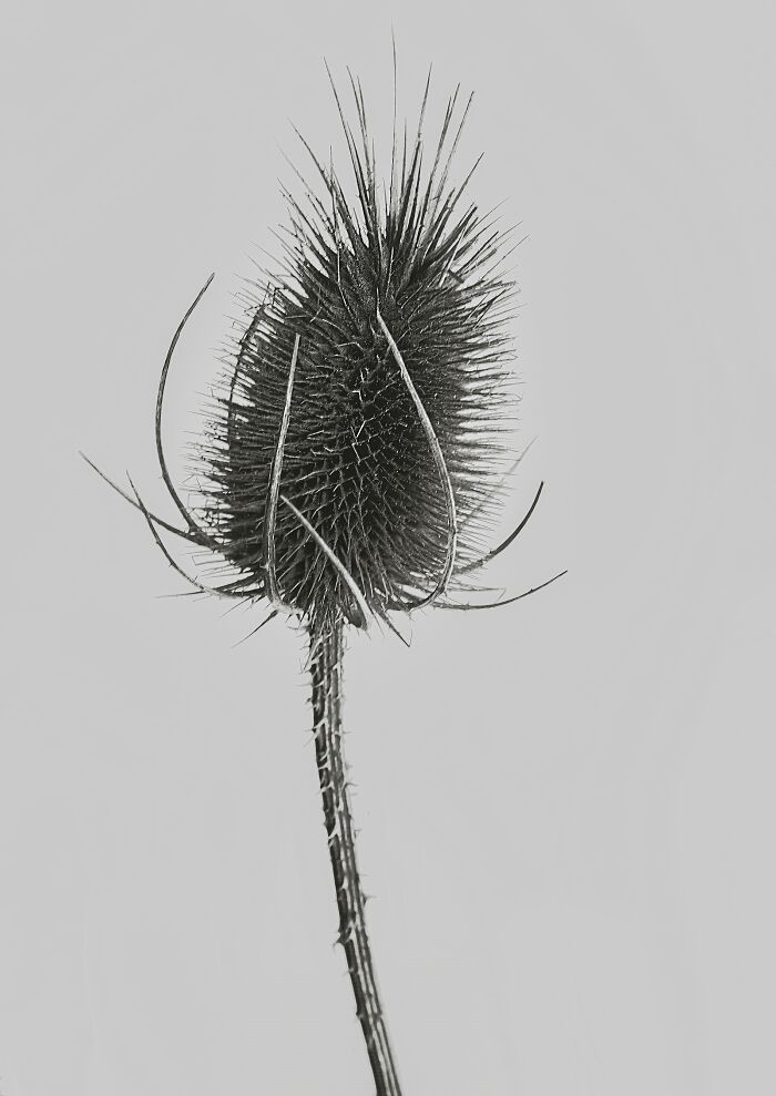 Dipsacus Fullonum
