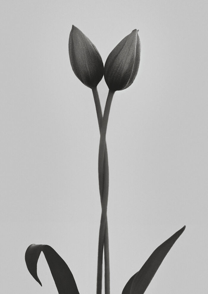 Tulipa