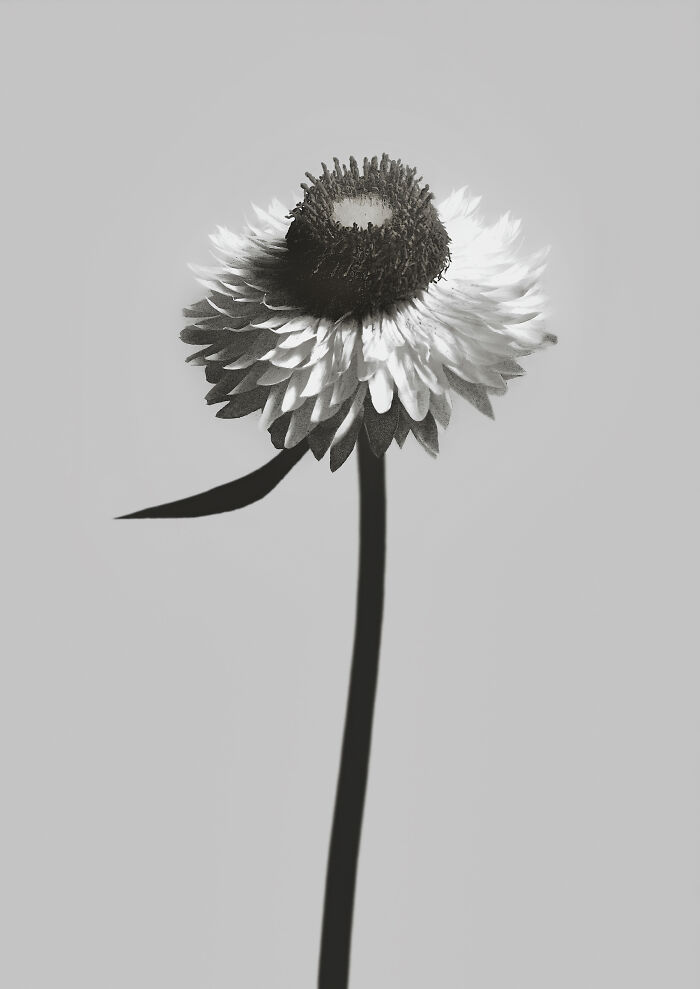 Xerochrysum Bracteatum