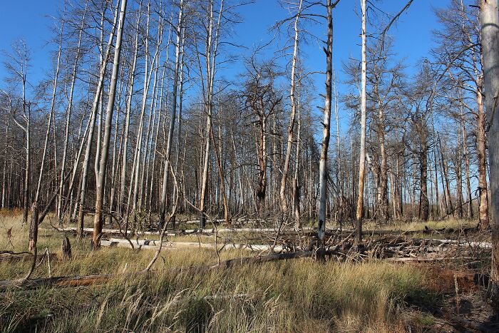 trees without leaves