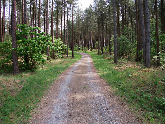 the path in the forest