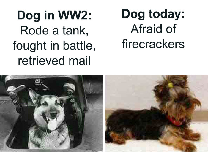 Not Even Dogs Are Safe