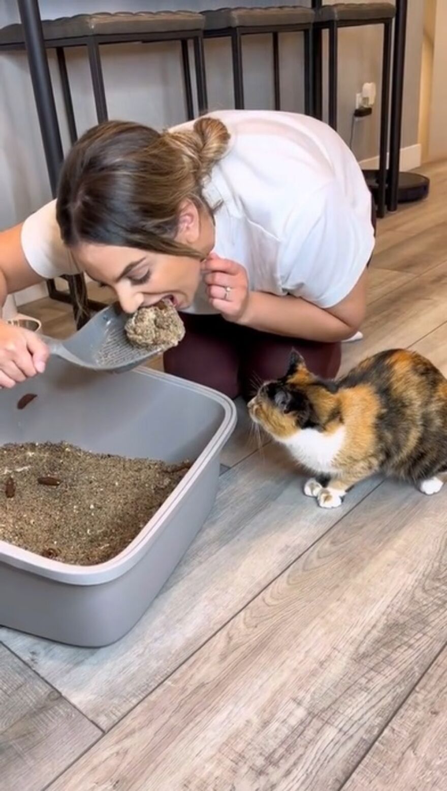 Owners Troll Their Cat And Video Goes Viral With Over 1.4 Million Views In Less Than 3 Hours Owners Troll Their Cat And Video Goes Viral With Over 1.4 Million Views In Less Than 3 Hours
