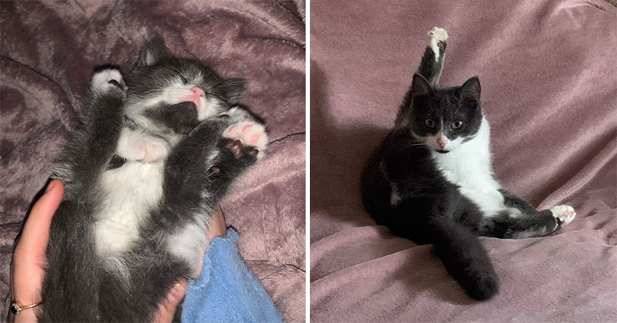 This Community Shows Kittens Then And Now (30 Pics)