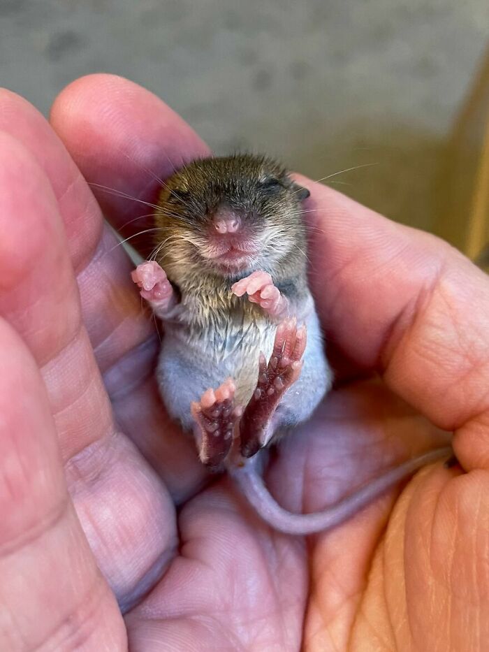 &ldquo;The Universe Certainly Has A Great Sense Of Humor&rdquo;: A Twitter User Shared Her Story Of Adopting And Taking Care Of An Abandoned Newborn Mouse