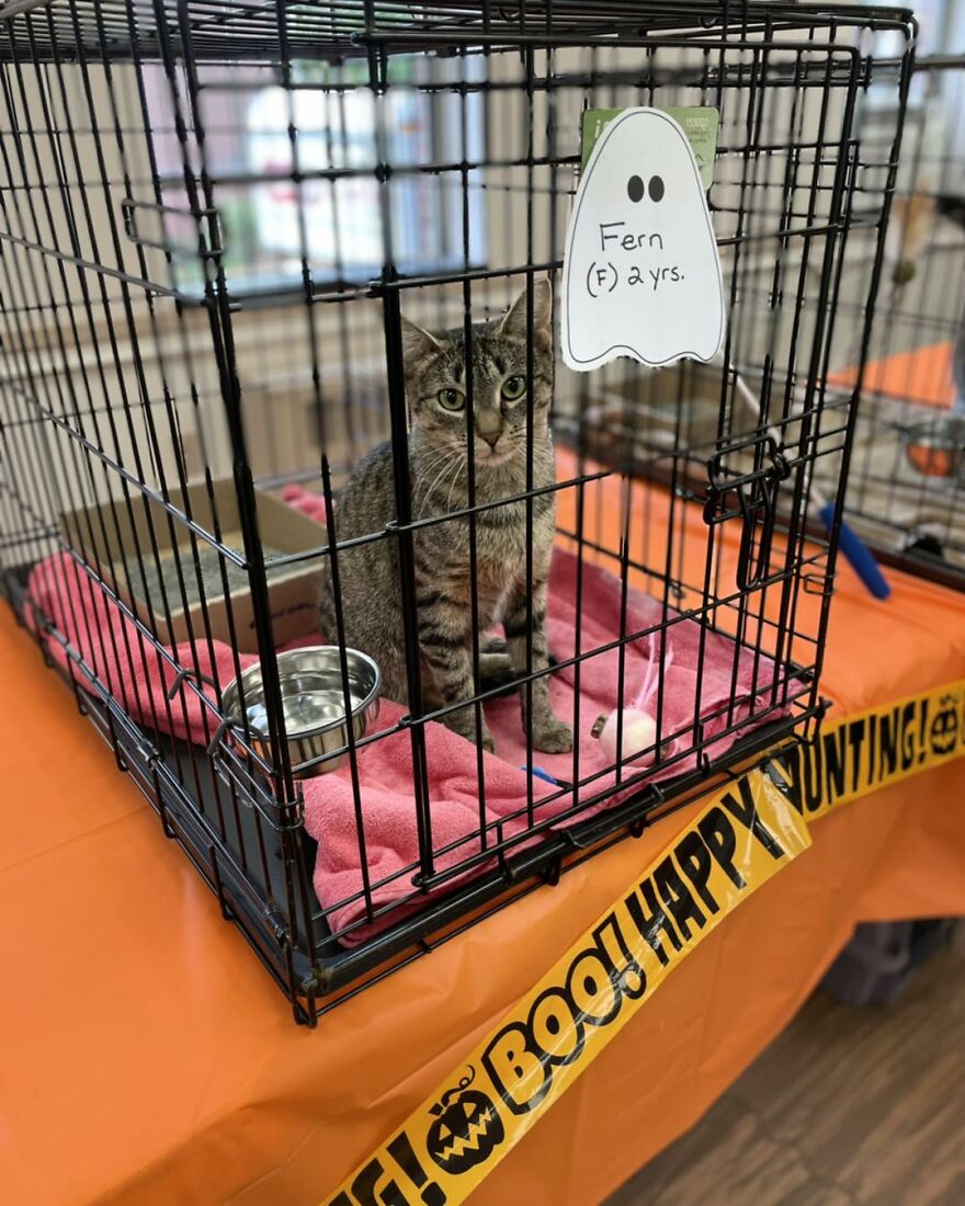 This Cat Saw All Her Friends Being Adopted At An Event Except Her This Cat Saw All Her Friends Being Adopted At An Event Except Her