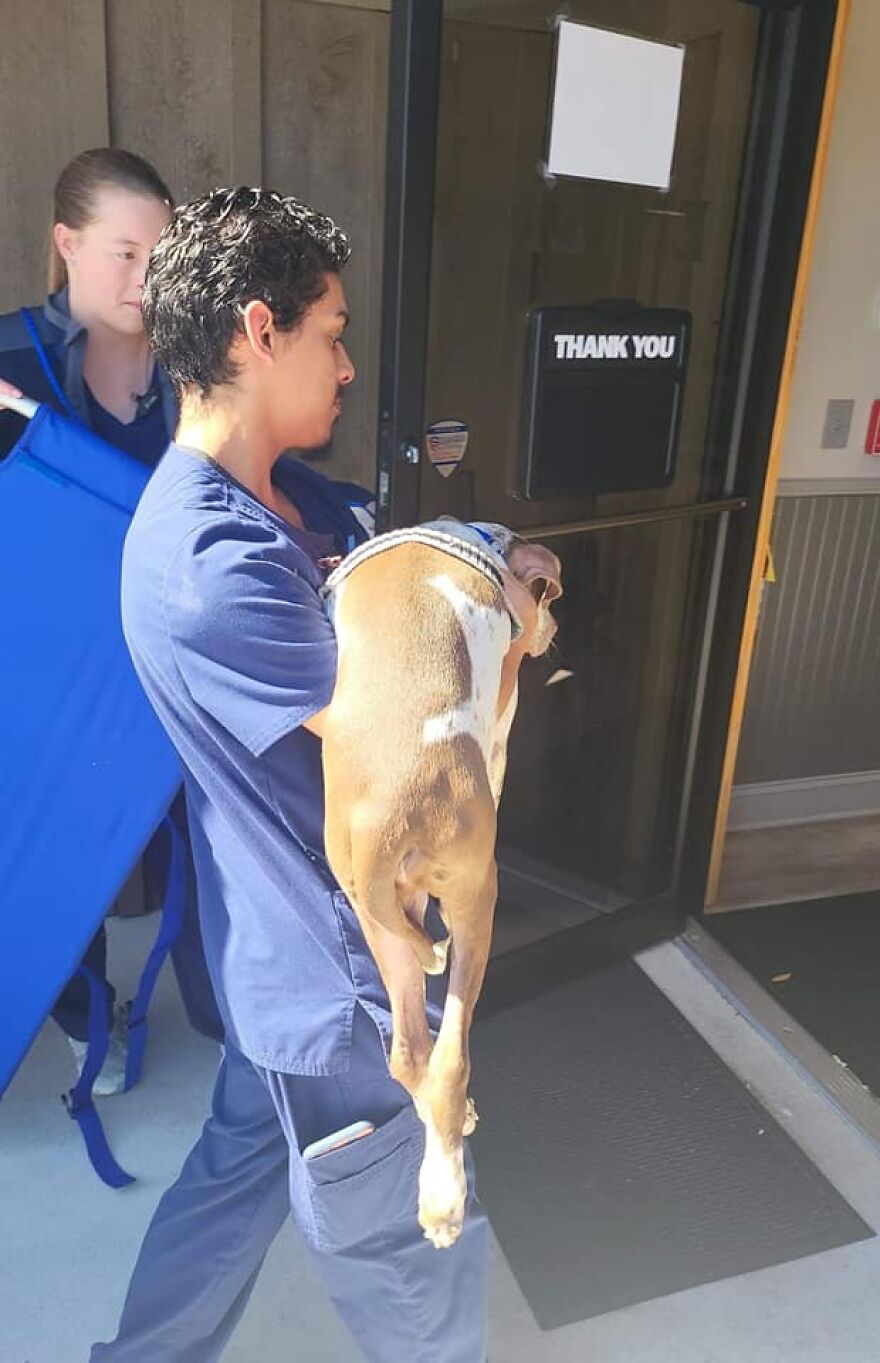 Abandoned Puppy Gets Another Chance At Happiness When Loving People Take Him Into Their Care