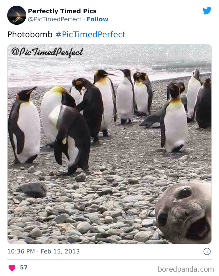 Perfectly-Timed-Pics
