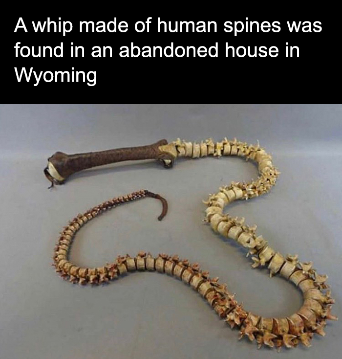 Whip made of human spines displayed on a table, illustrating one of the random creepy facts and pictures.