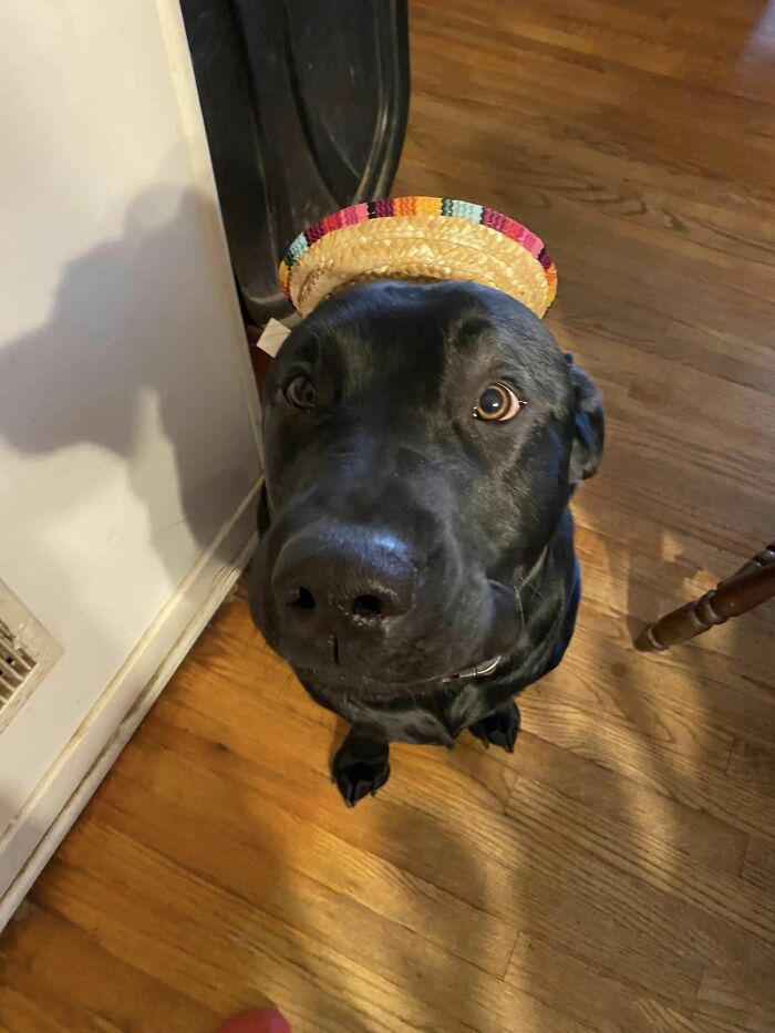 We Don't Own Him But He's The Best Boy Ever! Finnigan