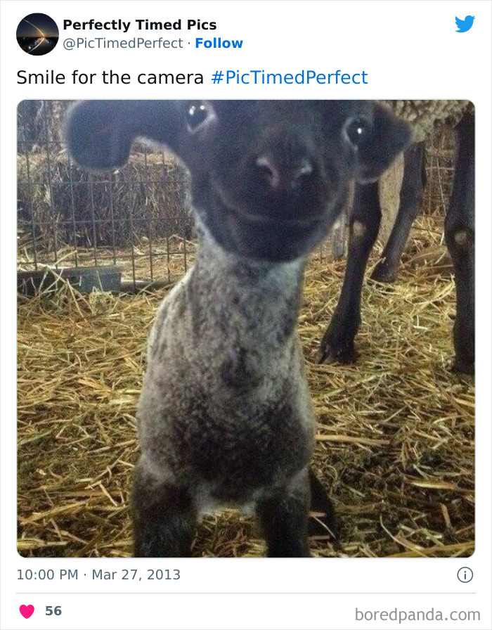 Perfectly-Timed-Pics