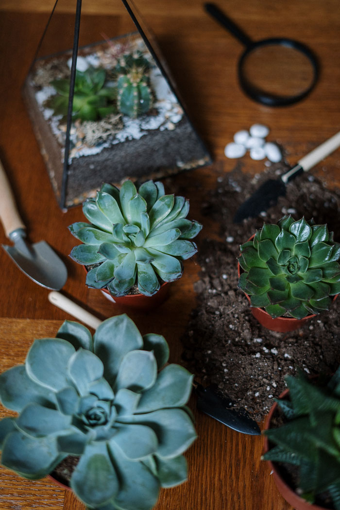 Succulent gardening with tools on a wooden table, offering fun things to do at home and avoid boredom.