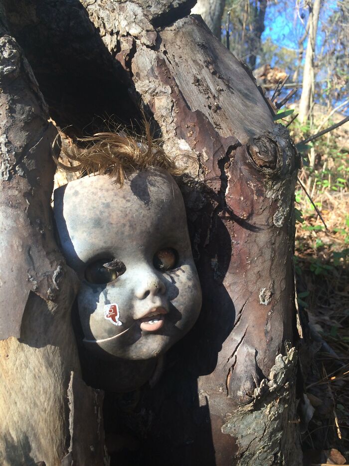 the head of the doll in the tree trunk