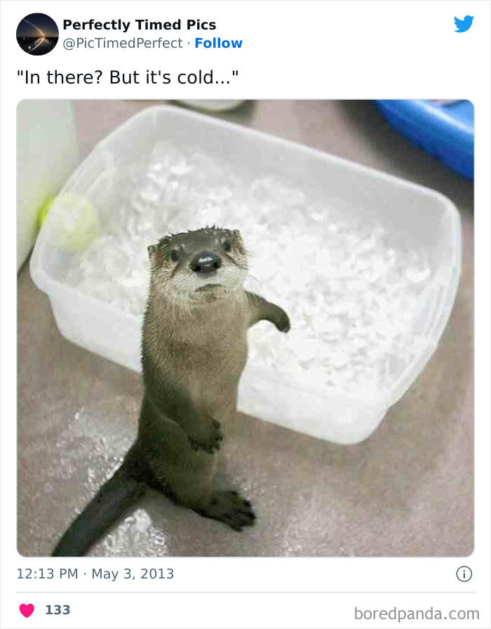 Perfectly-Timed-Pics