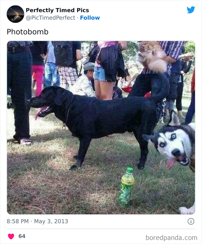 Perfectly-Timed-Pics