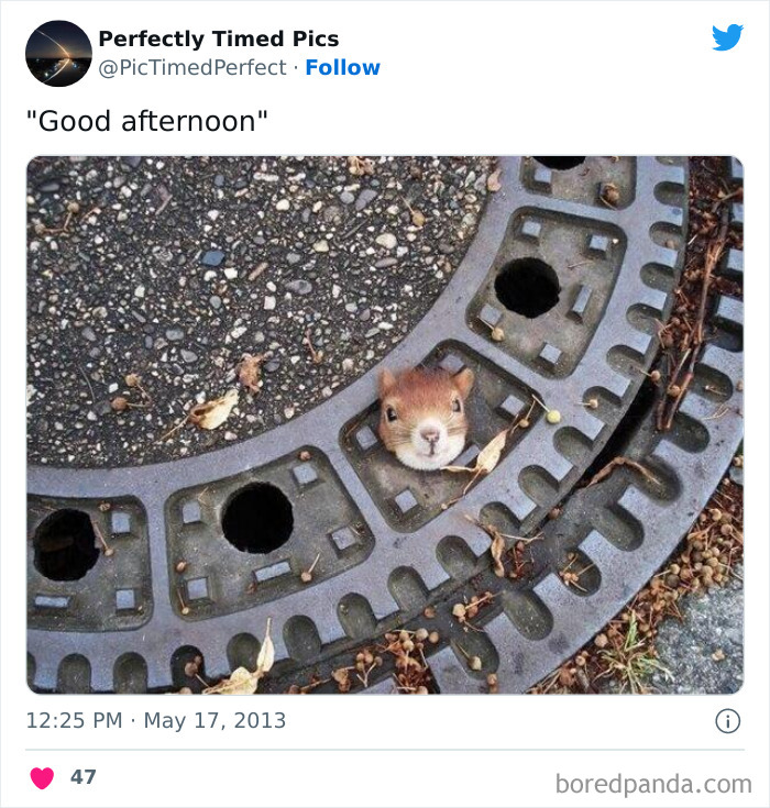 Perfectly-Timed-Pics