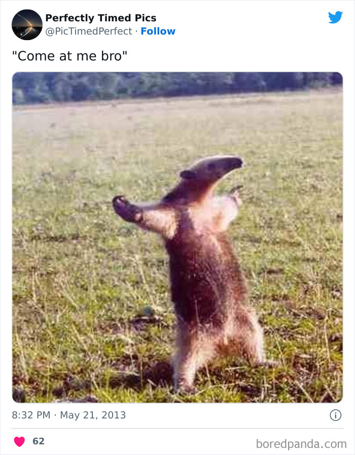 Perfectly-Timed-Pics