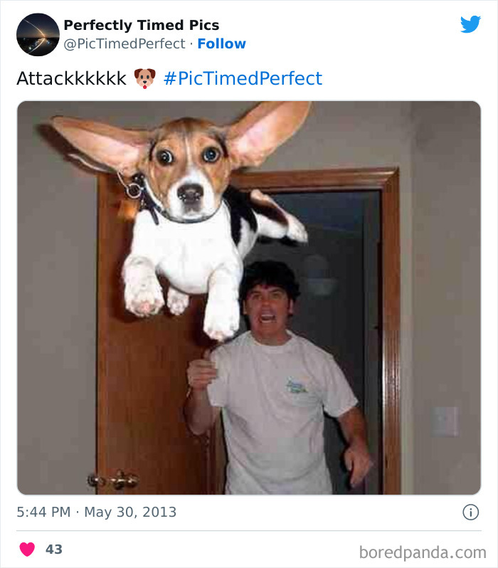 Perfectly-Timed-Pics