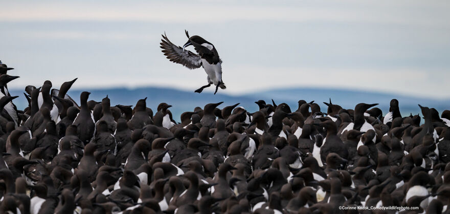 "Tombstoning Guillemot" By Corinne Kozok