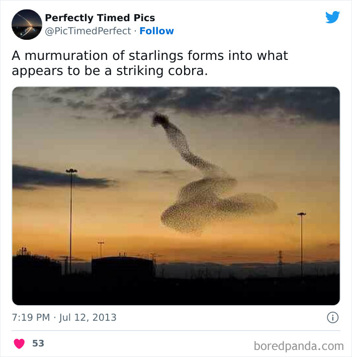 Perfectly-Timed-Pics