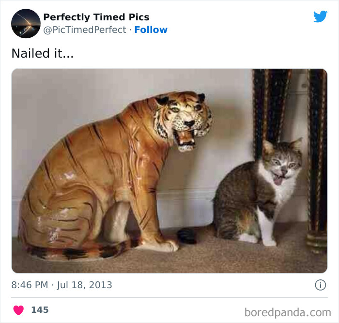 Perfectly-Timed-Pics