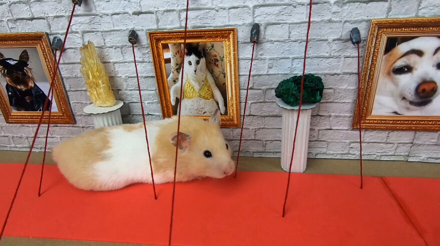 36 Million People Fell In Love With This Brave Hamster Video, Where He's Escaping From A Minecraft-Themed Prison Maze (15 Pics)