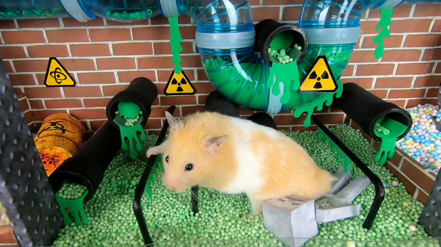 36 Million People Fell In Love With This Brave Hamster Video, Where He's Escaping From A Minecraft-Themed Prison Maze (15 Pics)