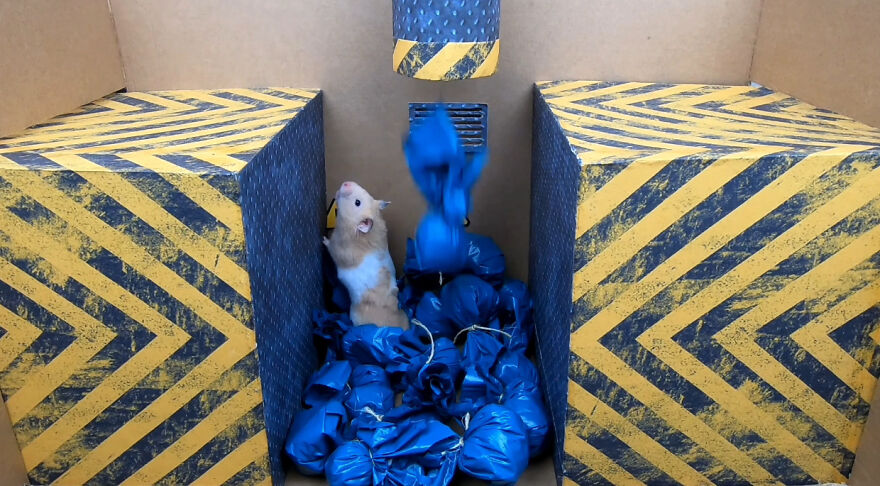 36 Million People Fell In Love With This Brave Hamster Video, Where He's Escaping From A Minecraft-Themed Prison Maze (15 Pics)