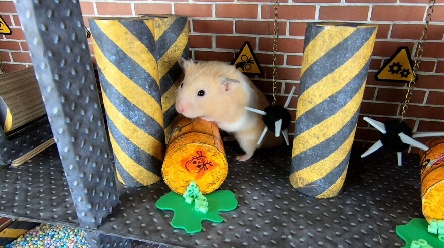 36 Million People Fell In Love With This Brave Hamster Video, Where He's Escaping From A Minecraft-Themed Prison Maze (15 Pics)