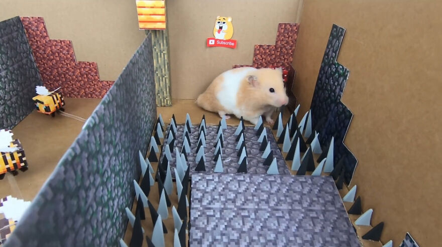 36 Million People Fell In Love With This Brave Hamster Video, Where He's Escaping From A Minecraft-Themed Prison Maze (15 Pics)