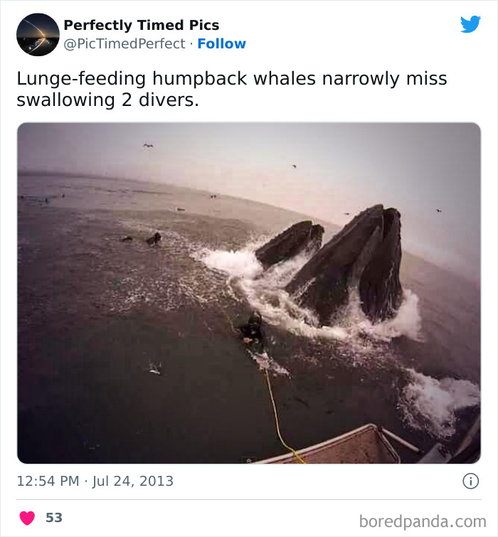 Perfectly-Timed-Pics