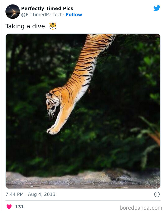 Perfectly-Timed-Pics